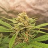 Качественные семена Auto Tropicana Cookies