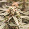 Качественные семена Zkittlez x Gelato