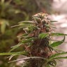 Купить семена Zkittlez x Gelato