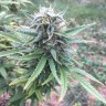 Купить семена Auto Blueberry