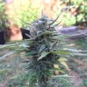 Качественные семена Auto Blueberry
