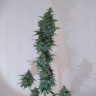 Качественные семена Auto Bruce Banner