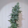 Семена Auto Bruce Banner купить