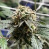 Качественные семена Auto Cream Caramel
