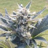Качественные семена Auto Lowryder #2