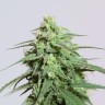 Семена конопли Auto Cream Mandarin