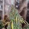 Качественные семена Auto Northern Lights