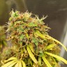 Купить семена Auto Northern Lights