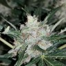 Качественные семена Auto Skunk