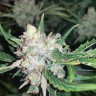 Купить семена Auto Skunk