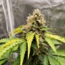 Качественные семена Auto Gelato
