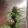 Купить семена Auto Green Crack