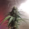 Качественные семена Auto Green Crack
