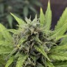 Качественные семена Auto Mandarine