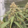 Качественные семена Auto 60 Days Grapefruit