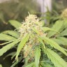 Купить семена Auto 60 Days Grapefruit