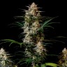 Семена Auto Afghan Kush