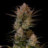 Качественные семена Auto Afghan Kush