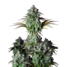 Заказать семена каннабиса Big Bud