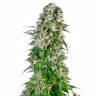Семена каннабиса недорого Big Bud