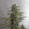 Семена Auto AK-47