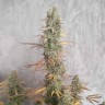 Качественные семена Auto AK-47