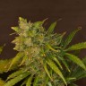 Качественные семена Auto Amnesia Haze