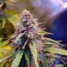 Семена конопли Auto Amnesia Lemon