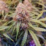 Качественные семена Auto Amnesia Lemon