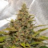 Купить семена Auto Big Bud