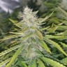 Недорогие семена каннабиса Auto Big Bud