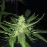 Качественные семена Black Domina