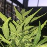 Купить семена Black Domina