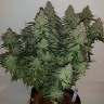 Семена Auto Big Devil