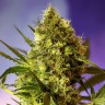 Качественные семена конопли Auto Big Devil