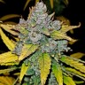Заказать семена конопли Blue Dream