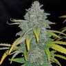 Заказать Blue Dream семена оптом