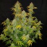 Blue Dream заказать семена