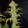 Семена каннабиса Blue Dream в интернет магазине 