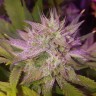 Семена Auto Blue Dream
