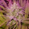 Качественные семена Auto Blue Dream
