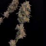 Семена Auto Bubblegum недорого