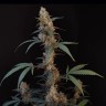 Auto Bubblegum качественные семена 