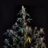 Auto Bubblegum купить с доставкой