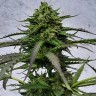 Auto CBD New York City Diesel заказать онлайн семена каннабиса