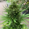 Качественные семена Auto CBD New York City Diesel