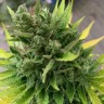Купить качественные семена Auto CBD New York City Diesel