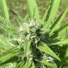 Качественные семена Auto Watermelon Zkittlez