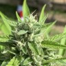 Купить семена Auto Watermelon Zkittlez