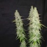 Качественные семена Auto CBD Somango Haze